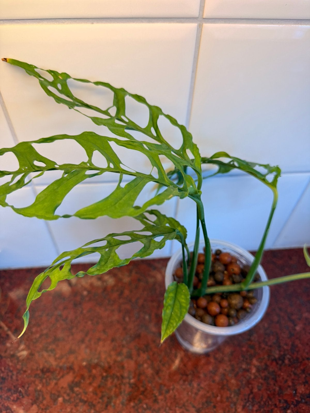 Monstera obliqua peru, Huis en Inrichting, Kamerplanten, Ophalen of Verzenden, Halfschaduw, Minder dan 100 cm