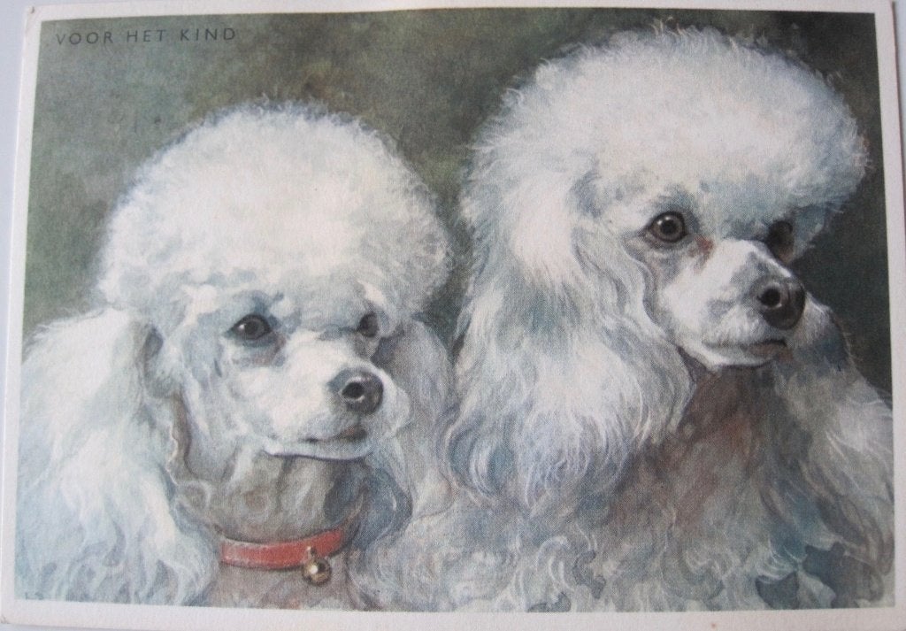 voor het kind - honden - dwergpoedels - 1964, Verzenden, 1960 tot 1980, Gelopen, Hond of Kat