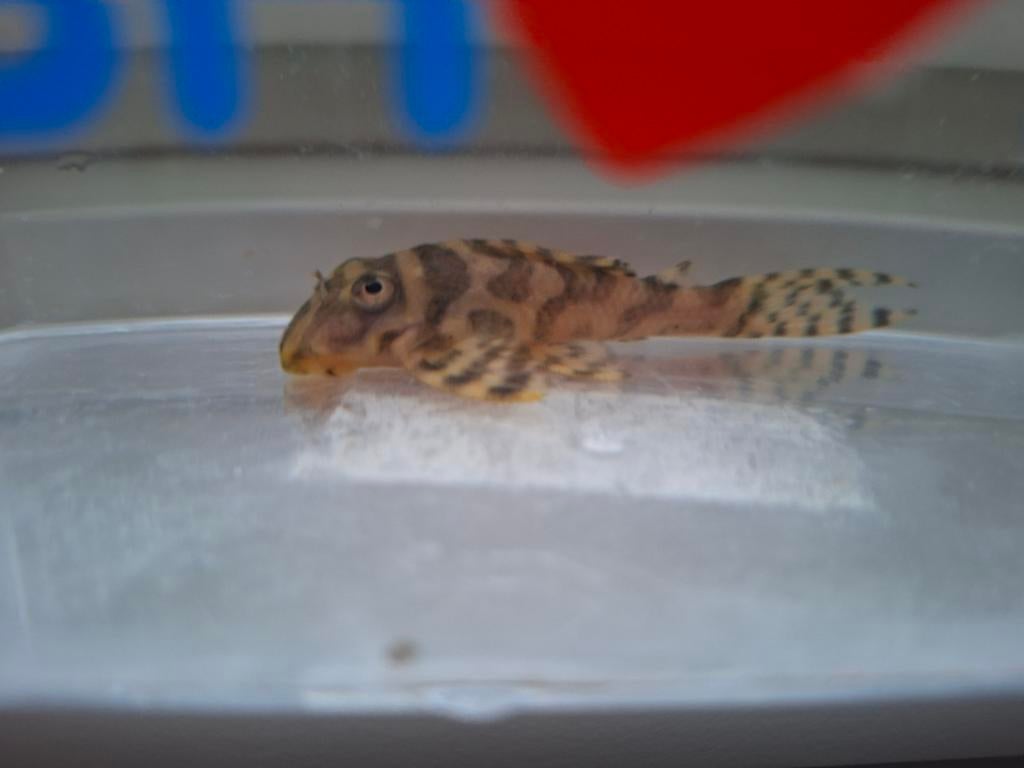 L236, Vis, Zoetwatervis