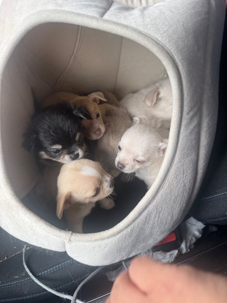 Mooie chihuahua pups, Dieren en Toebehoren, 8 tot 15 weken, Meerdere, Meerdere dieren, Chihuahua