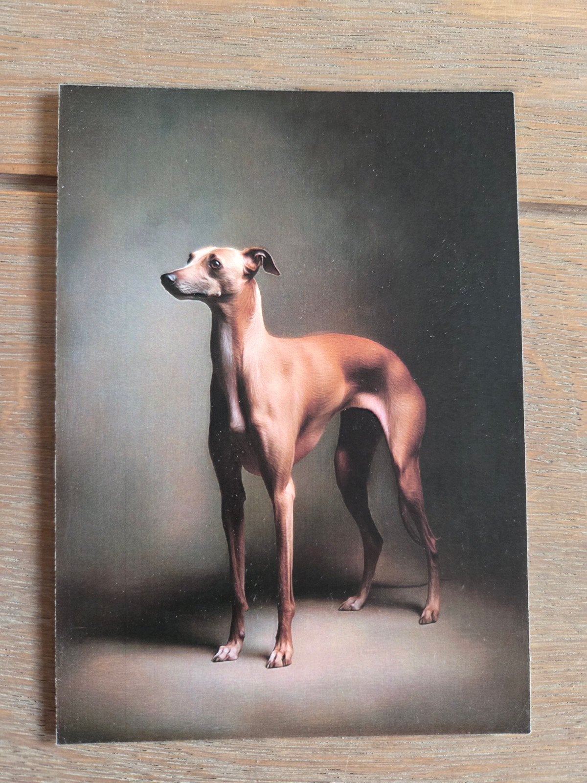 ITALIAANSE WINDHOND, Verzamelen, Ophalen, Hond of Kat