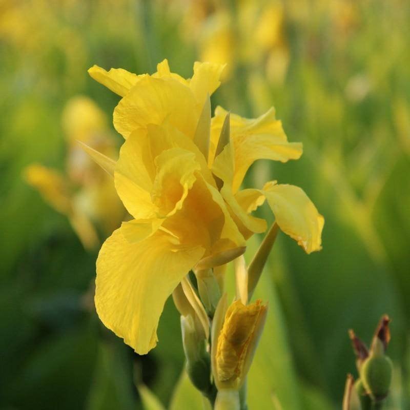 Canna Lelie zaden Geel, Rood, Oranje of Zalm per 10 stuks, Ophalen of Verzenden, Gehele jaar, Halfschaduw, Zaad