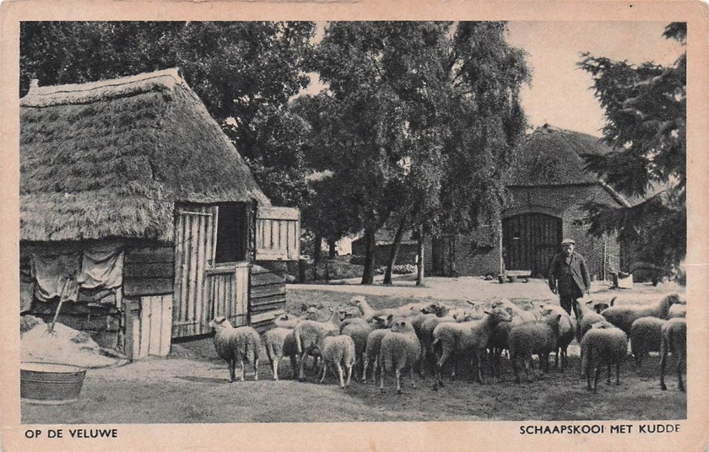 702-168-043 Op De Veluwe Schaapskooi Met Kudde, Verzamelen, Verzenden, Voor 1920, Gelderland