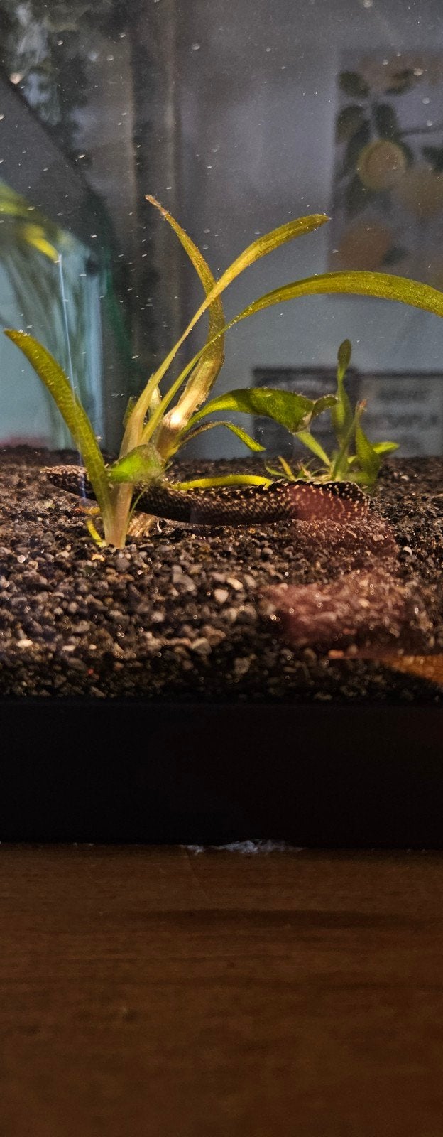 Ornate Bichir, Dieren en Toebehoren, Vis