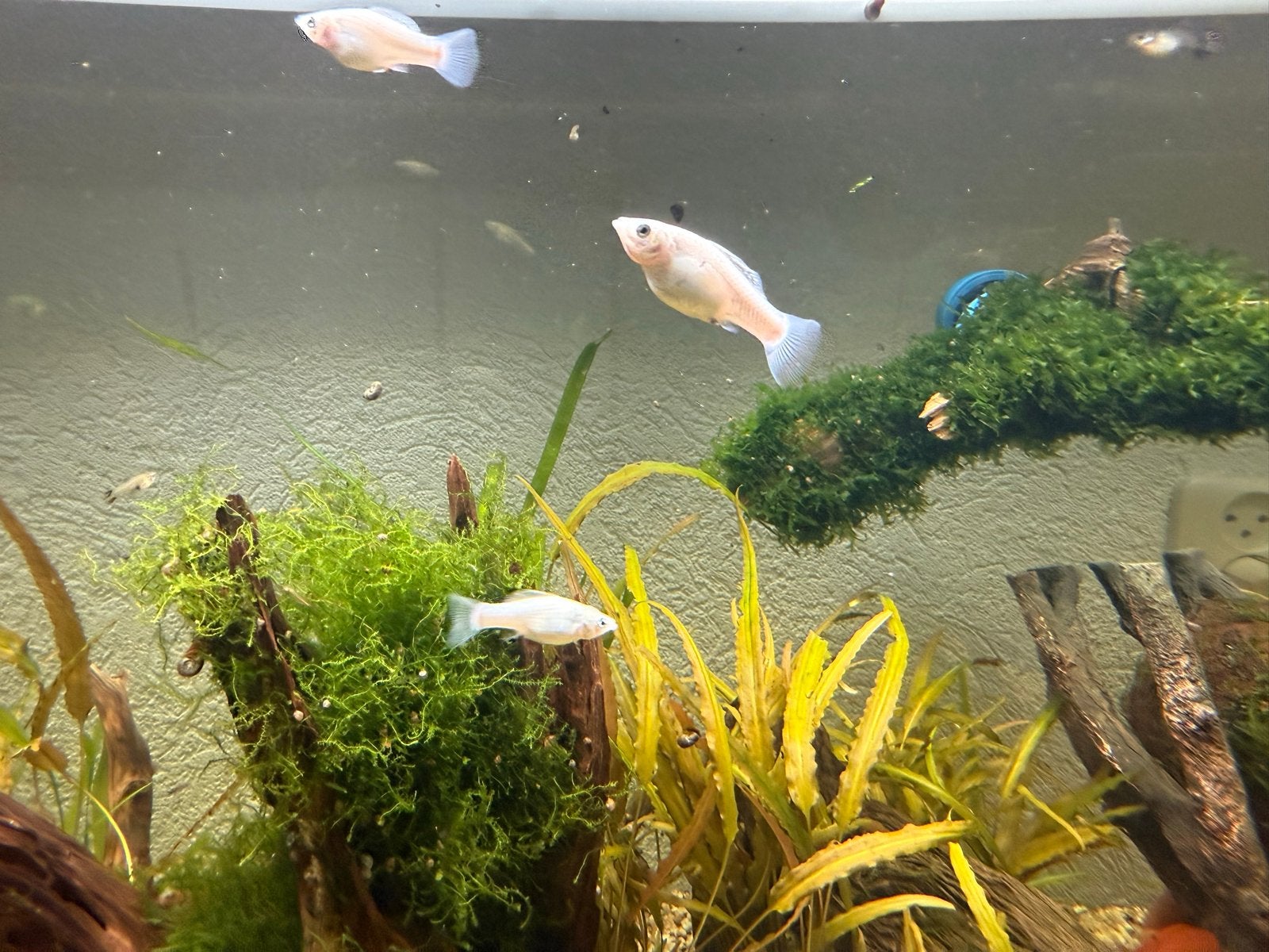 Vissen, Dieren en Toebehoren, Vis, Zoetwatervis