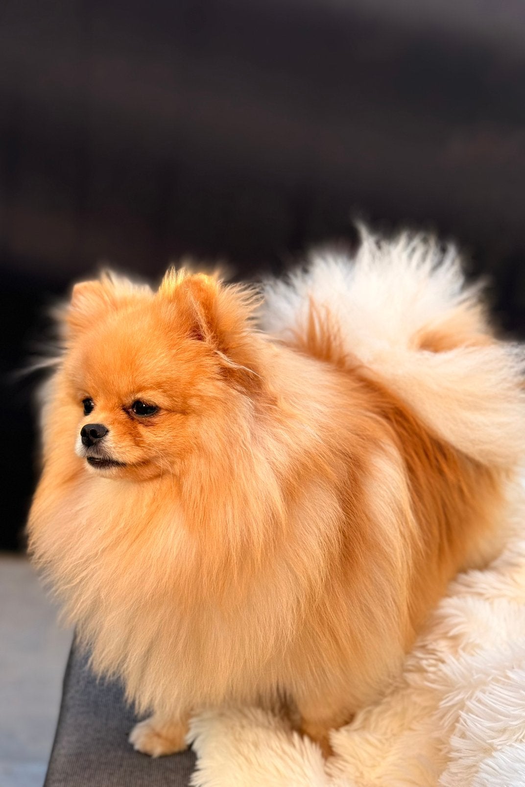 Pomeranian / pomeriaan reu te koop, Particulier, 1 tot 2 jaar, Buitenland, Parvo
