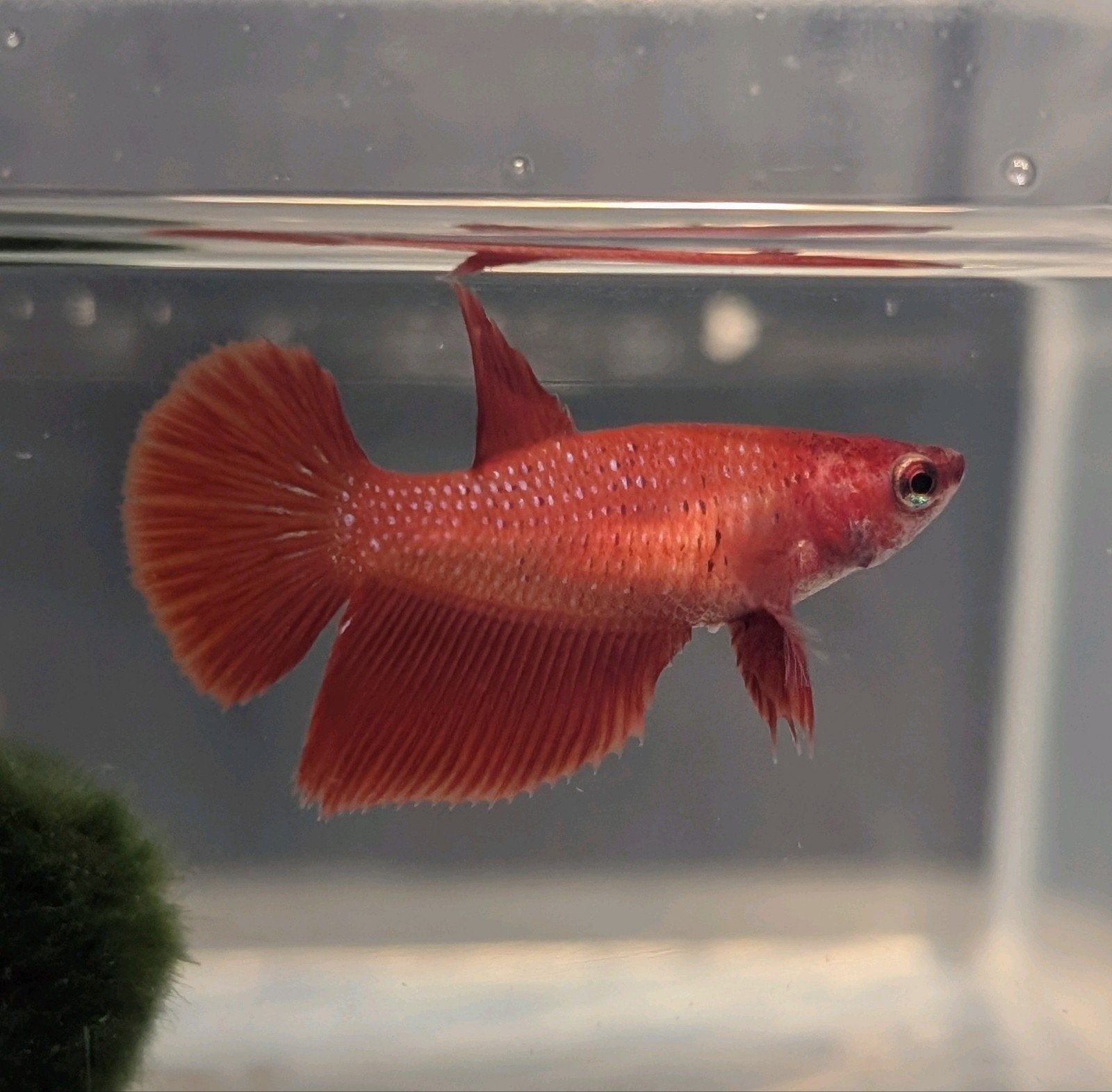 Diverse betta dames, Vis