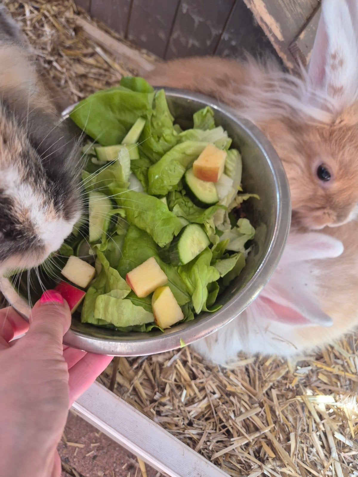 Dwerg konijnen super lief en tam, Dieren en Toebehoren, Juni, Meerdere dieren, Overige typen, Tam
