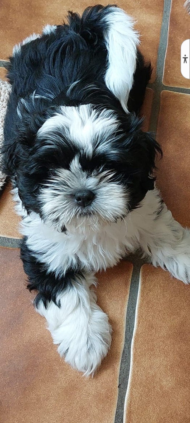 100% raszuivere shih tzu pups. 8weken oud., 8 tot 15 weken, CDV (hondenziekte), Eén hond, Nederland