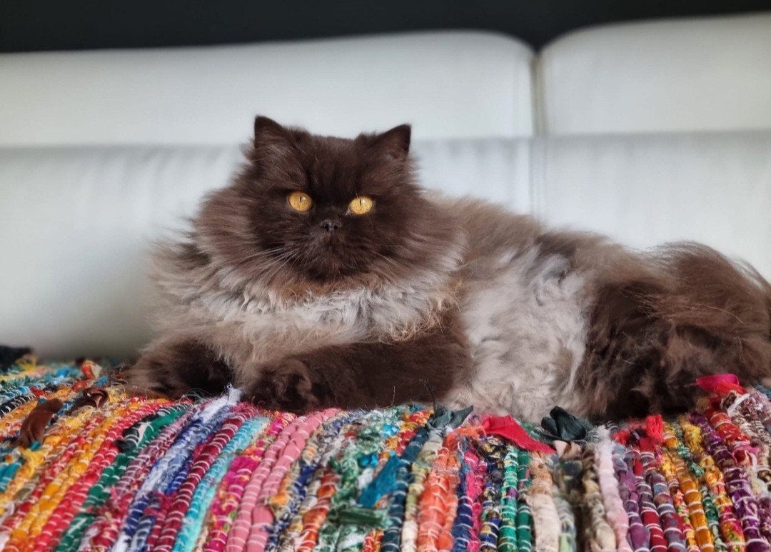 Chokolaat British poesje, Poes, Ontwormd, 6 jaar of ouder