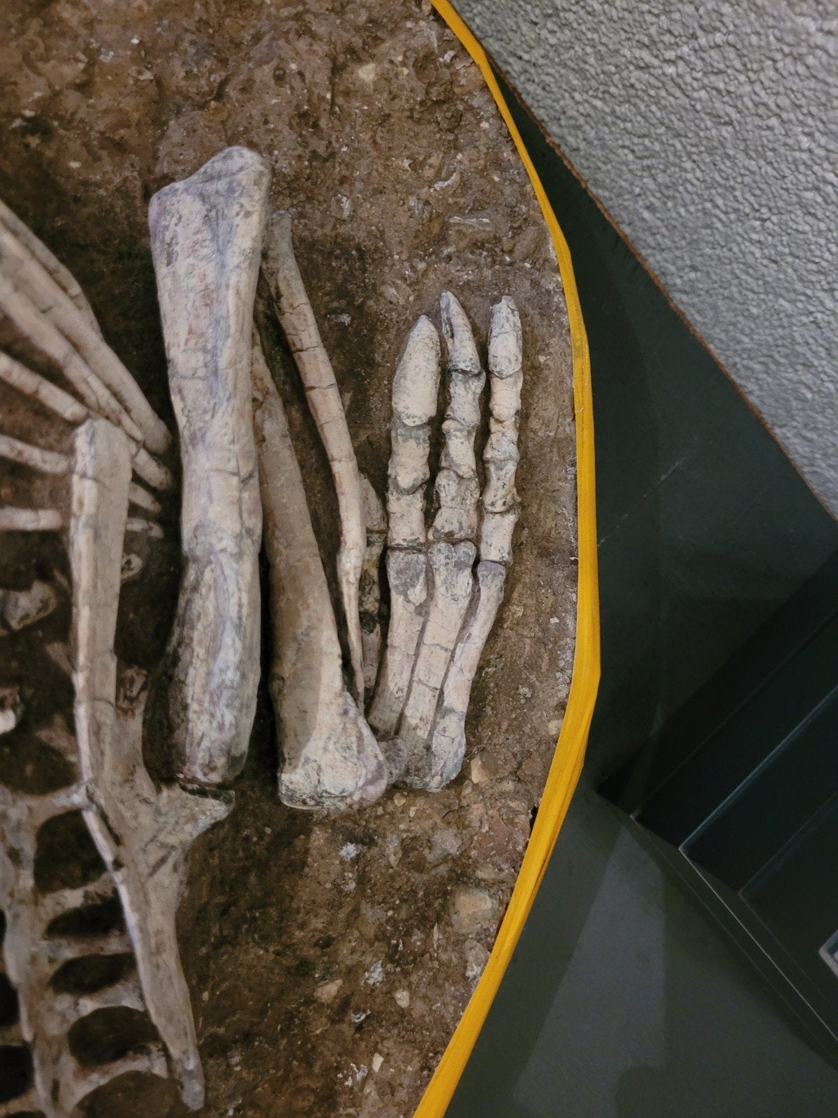 Foto 12 van UNIEK ORIGINEEL PSITTACOSAURUS-SKELET – MUSEUMKWALITEIT