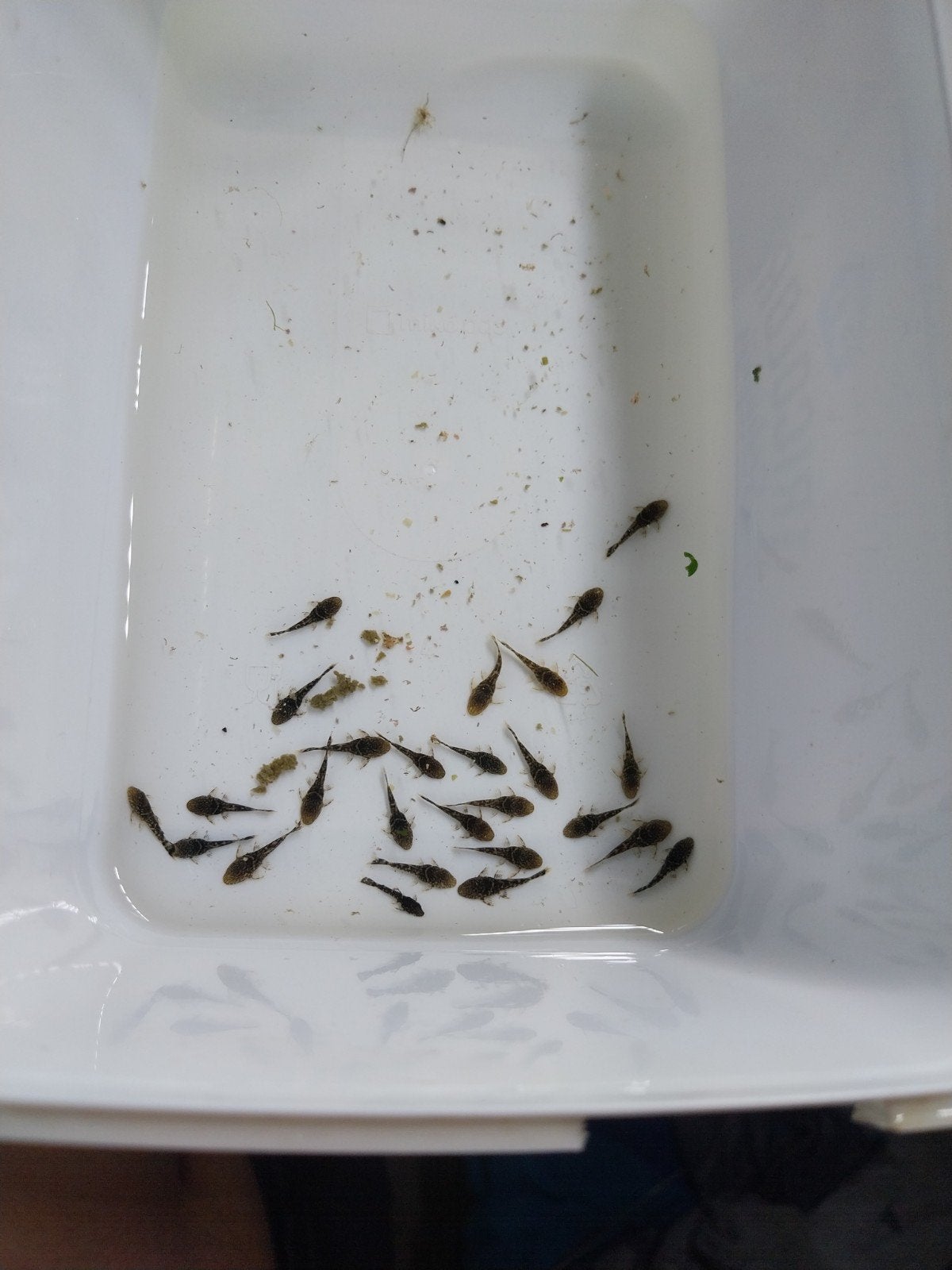 L144 ancistrus babys, Vis