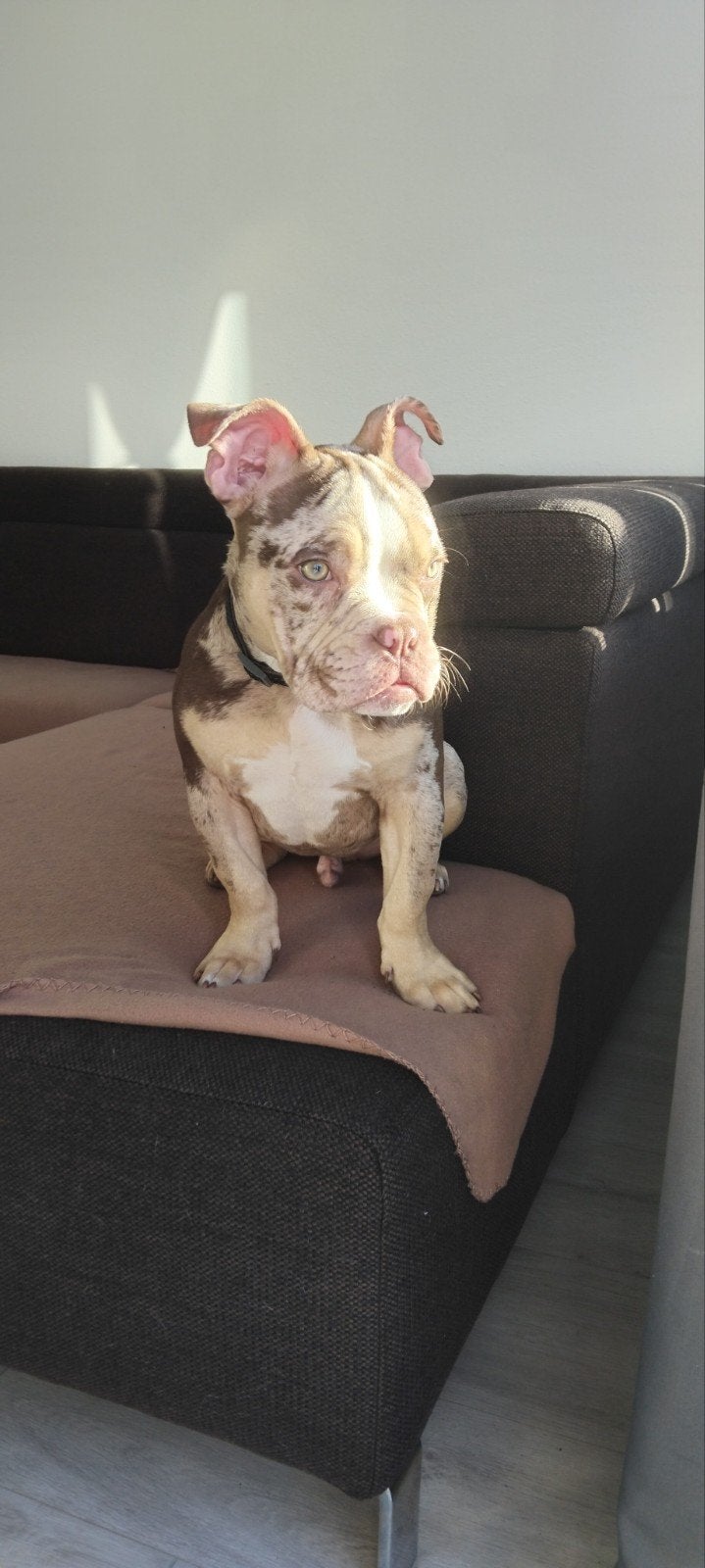Pocket bully pup te koop, 15 weken tot 1 jaar, Reu, Eén hond, Nederland