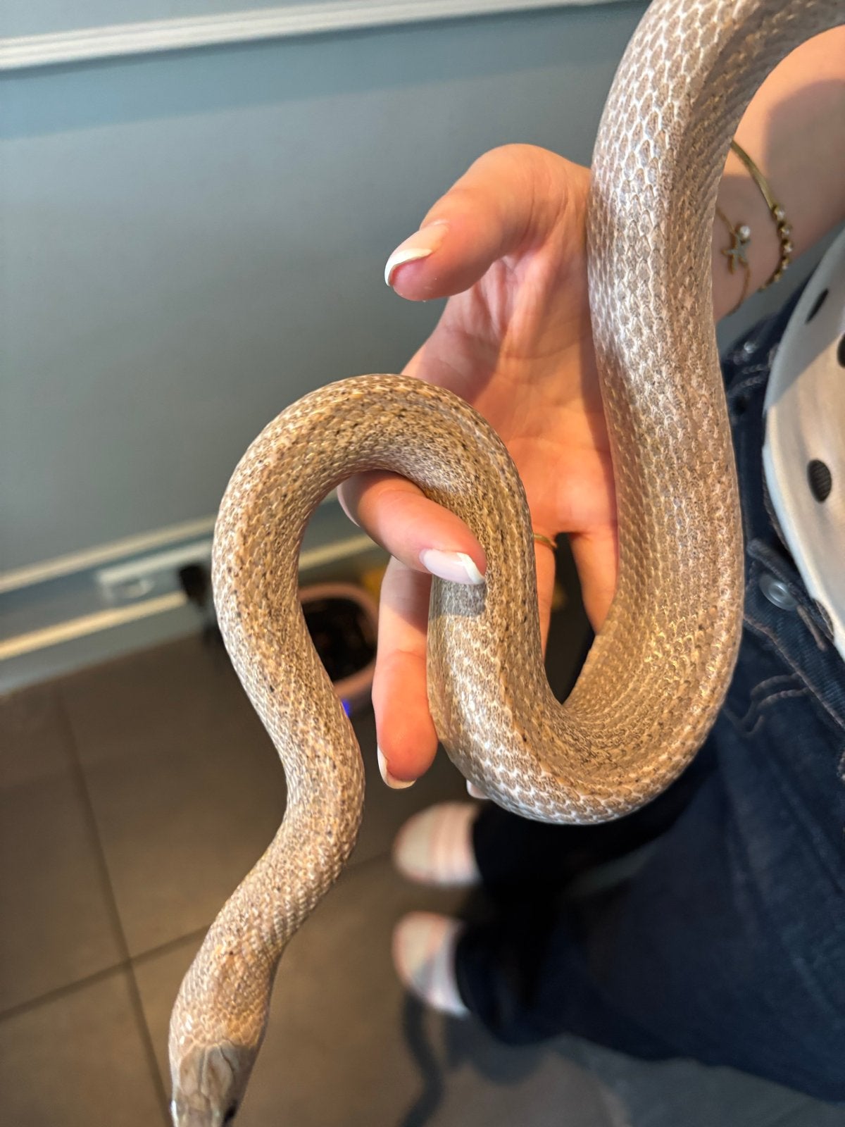 Te koop een mooie rattenslang Rat Snake - unknown for sale from Ellen Wallenburg