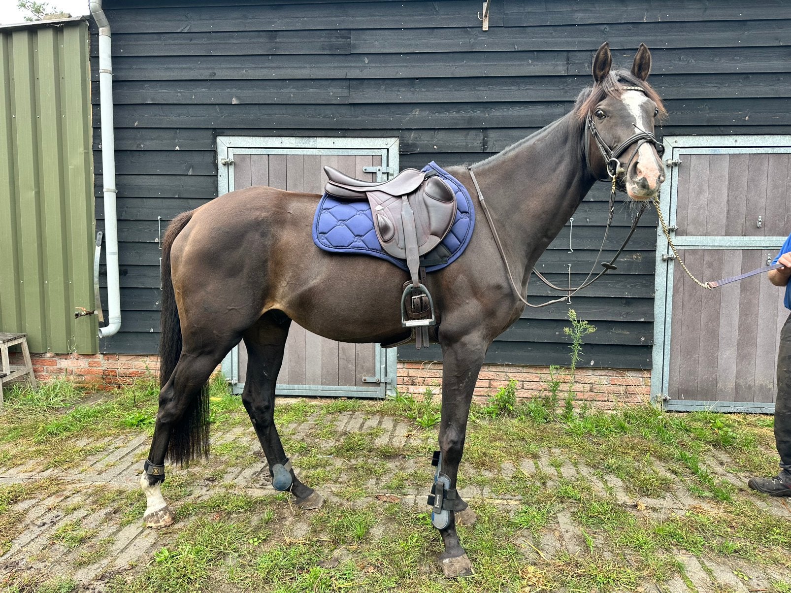 Mooie zwarte 5 jarige ruin, Meerdere dieren, 160 tot 165 cm, Recreatiepaard, 3 tot 6 jaar