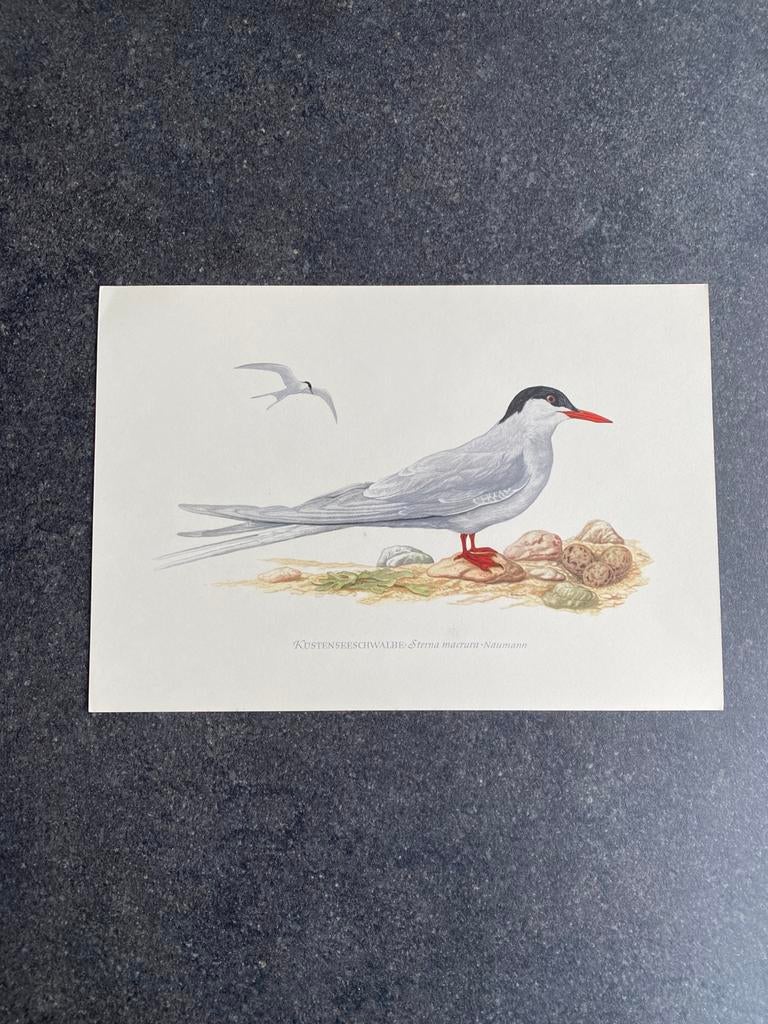 10 prenten vogels soorten meeuwen 16,5x24 samen 20 euro, Antiek en Kunst, Ophalen of Verzenden, Natuur en Biologie