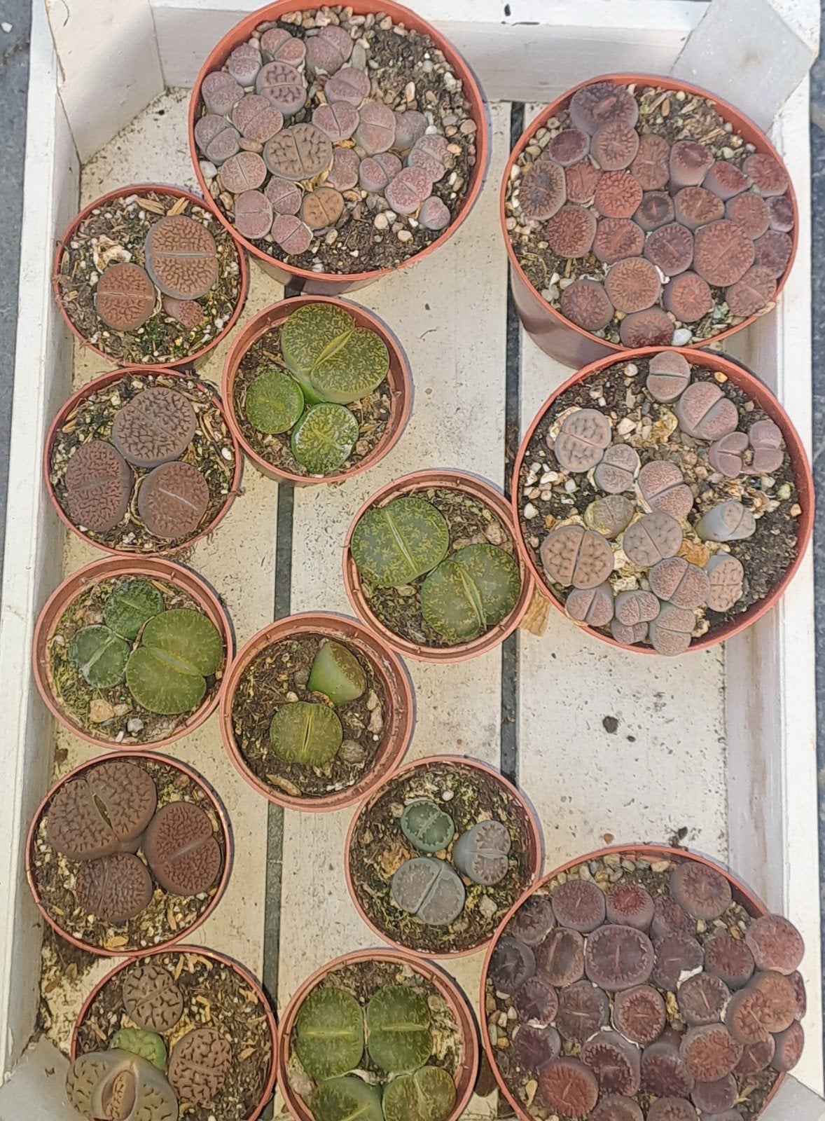 lithops oftewel levende steentjes, Ophalen of Verzenden, Halfschaduw, Minder dan 100 cm