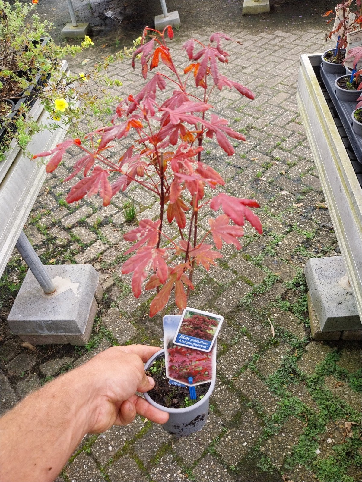 Japanse Esdoorn 'Atropurpureum' - Rode Bladeren, Bloeit niet, Halfschaduw, Overige soorten, Ophalen