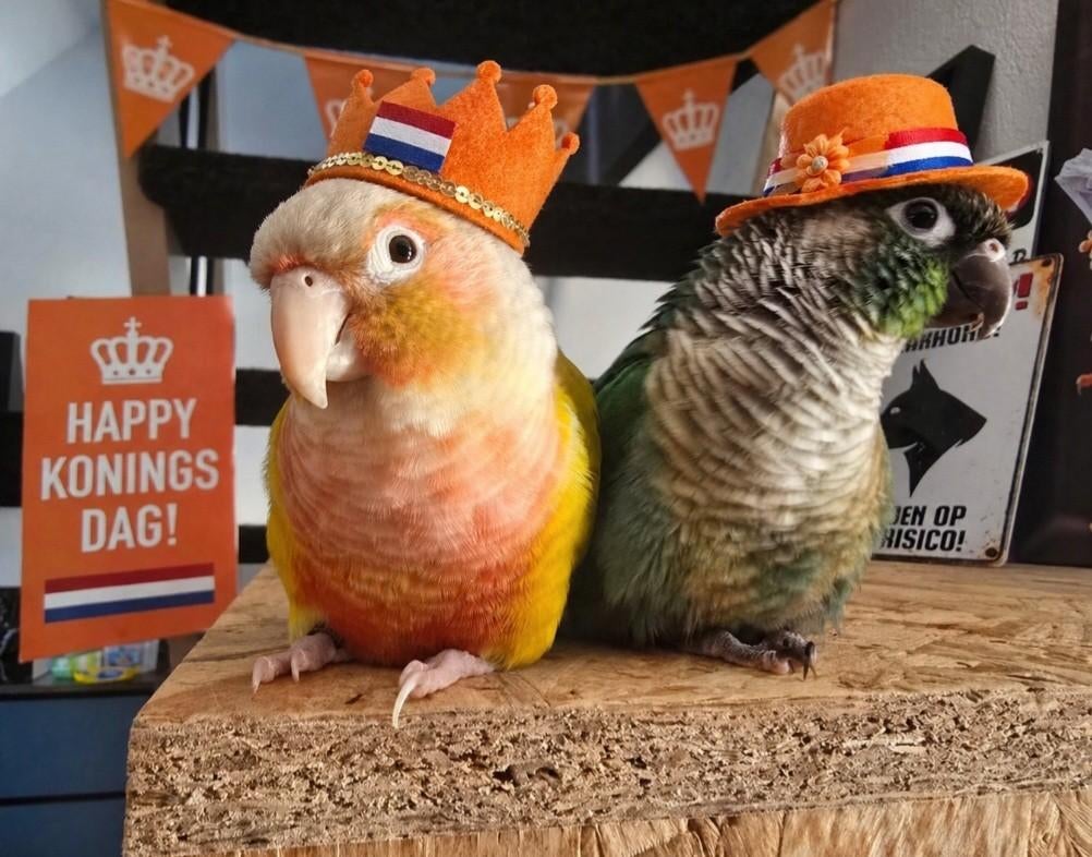 Pyrrhura's zoeken goed blijvend huisje !!, Meerdere dieren, Parkiet