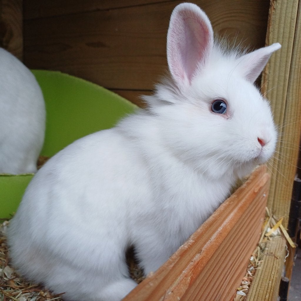 Dwergkonijntjes, Dieren en Toebehoren, Meerdere dieren, Dwerg, 0 tot 2 jaar