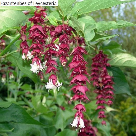 tuinplanten, Volle zon, Vaste plant, Zomer, Ophalen