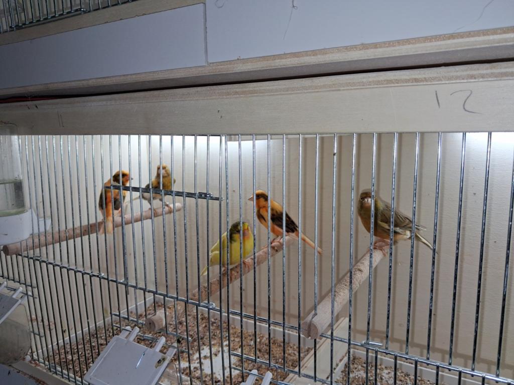 Harlekijn kanarie mannen, Dieren en Toebehoren, Meerdere dieren, Postuurkanarie