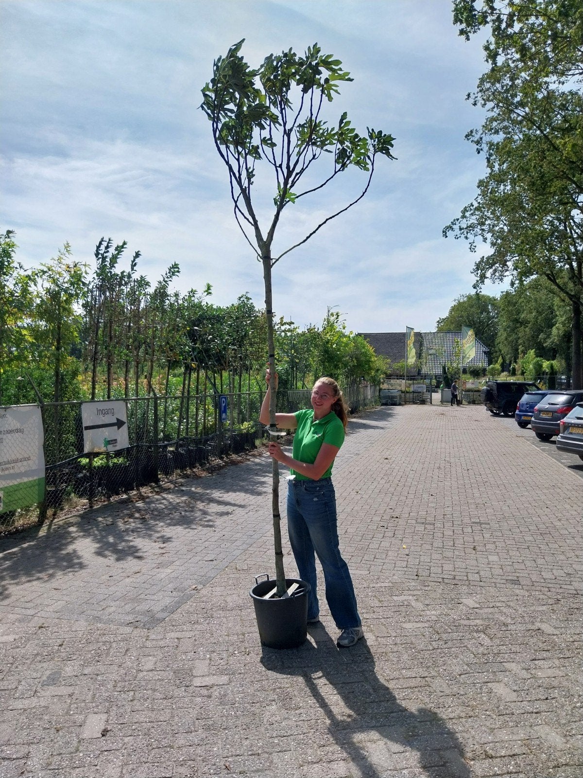 Ficus Carica Hoogstam - Vijgenboom voor uw tuin, Overige soorten, Lente, 250 tot 400 cm, Ophalen