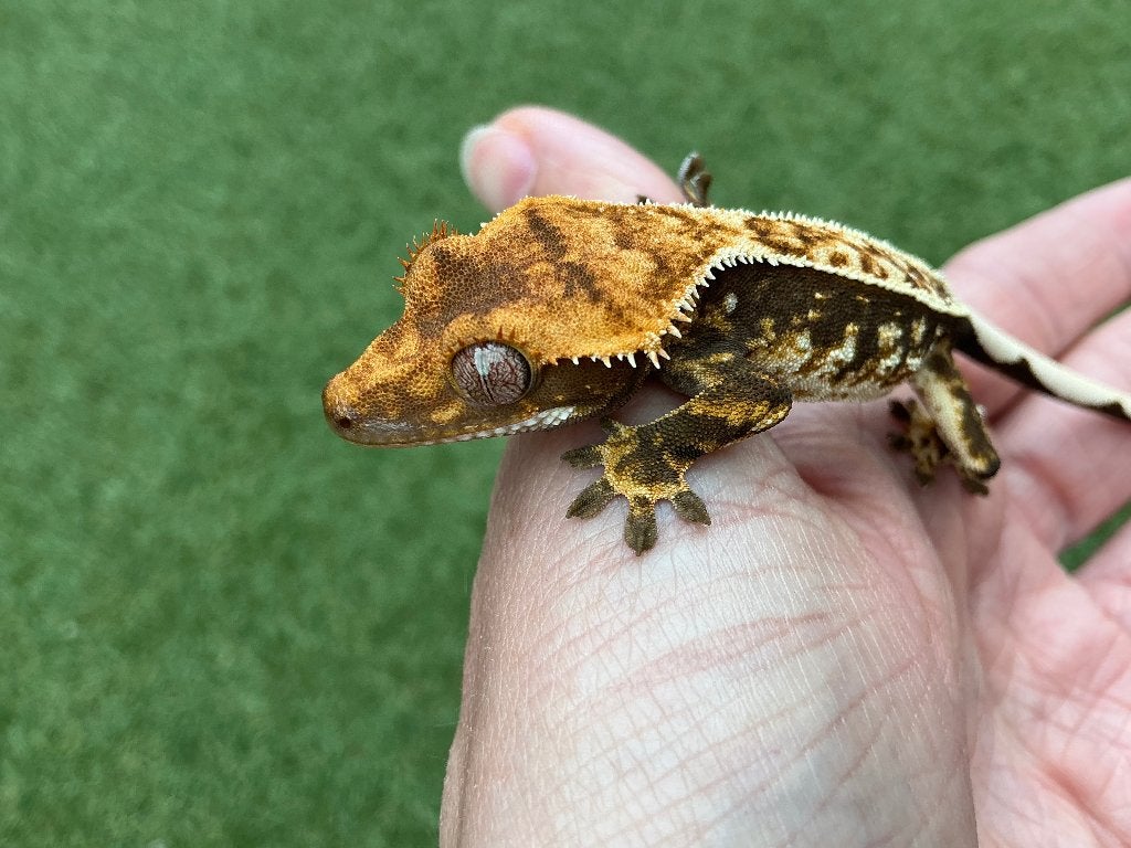 wimpergekko/ crestedgecko baby, Dieren en Toebehoren, Reptielen en Amfibieën, Hagedis, Tam, 0 tot 2 jaar