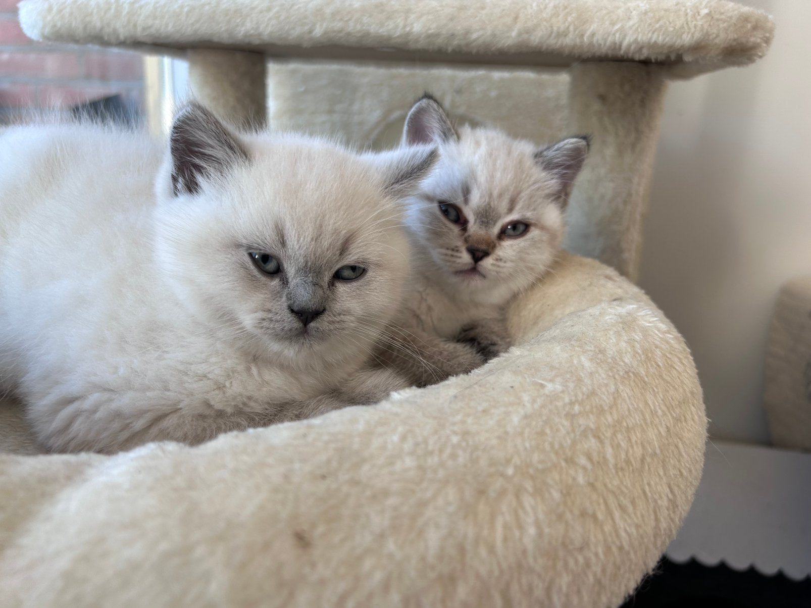 100% Britse Korthaar kittens, Meerdere dieren, Kortharig, 0 tot 2 jaar