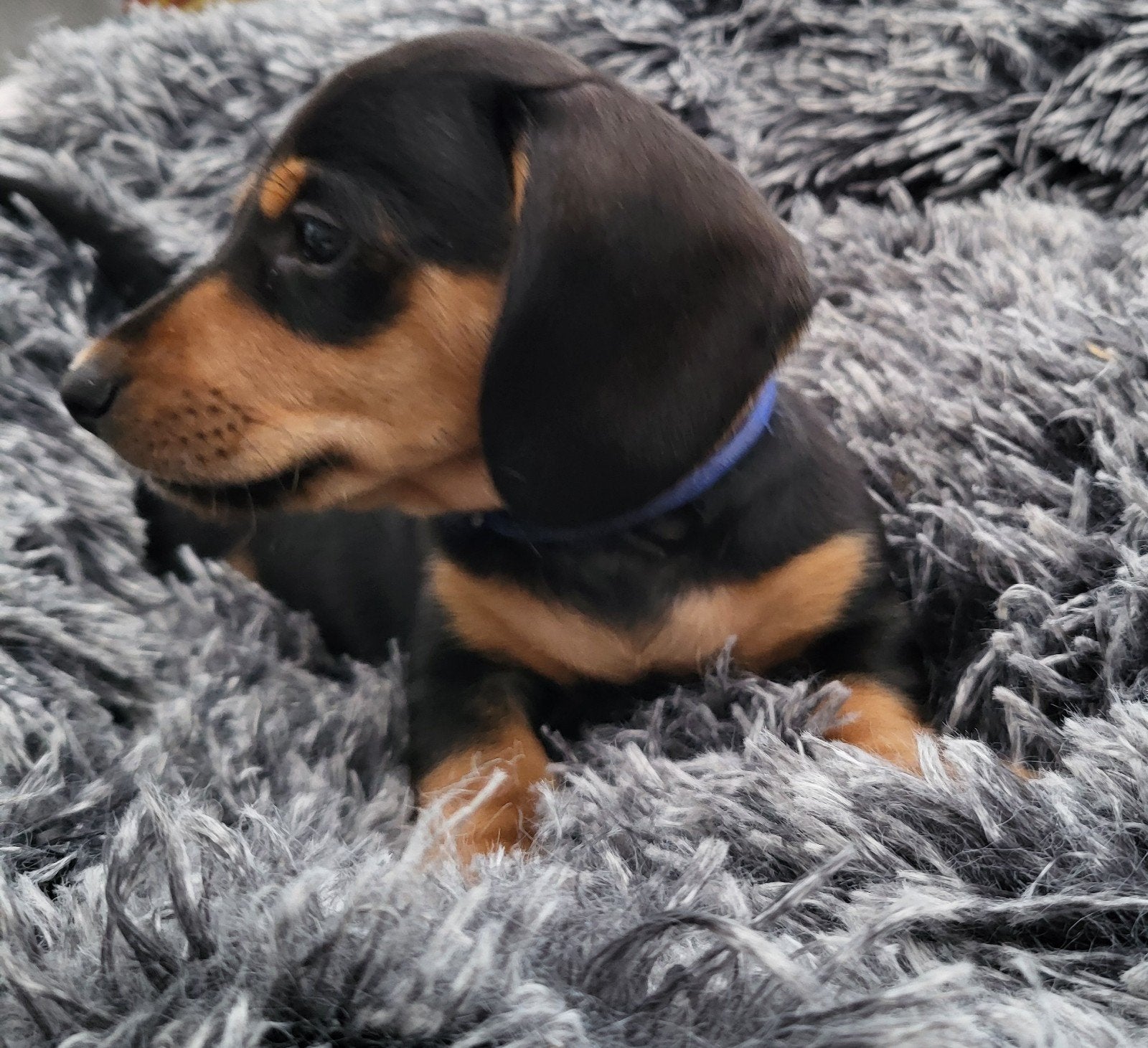 te gek mooie teckel pups., CDV (hondenziekte), 8 tot 15 weken, Dwerg, Meerdere