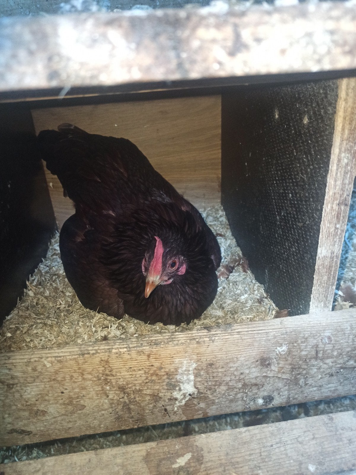 Rhode Island Red kriel trio 2025  30€, Meerdere dieren, Kip
