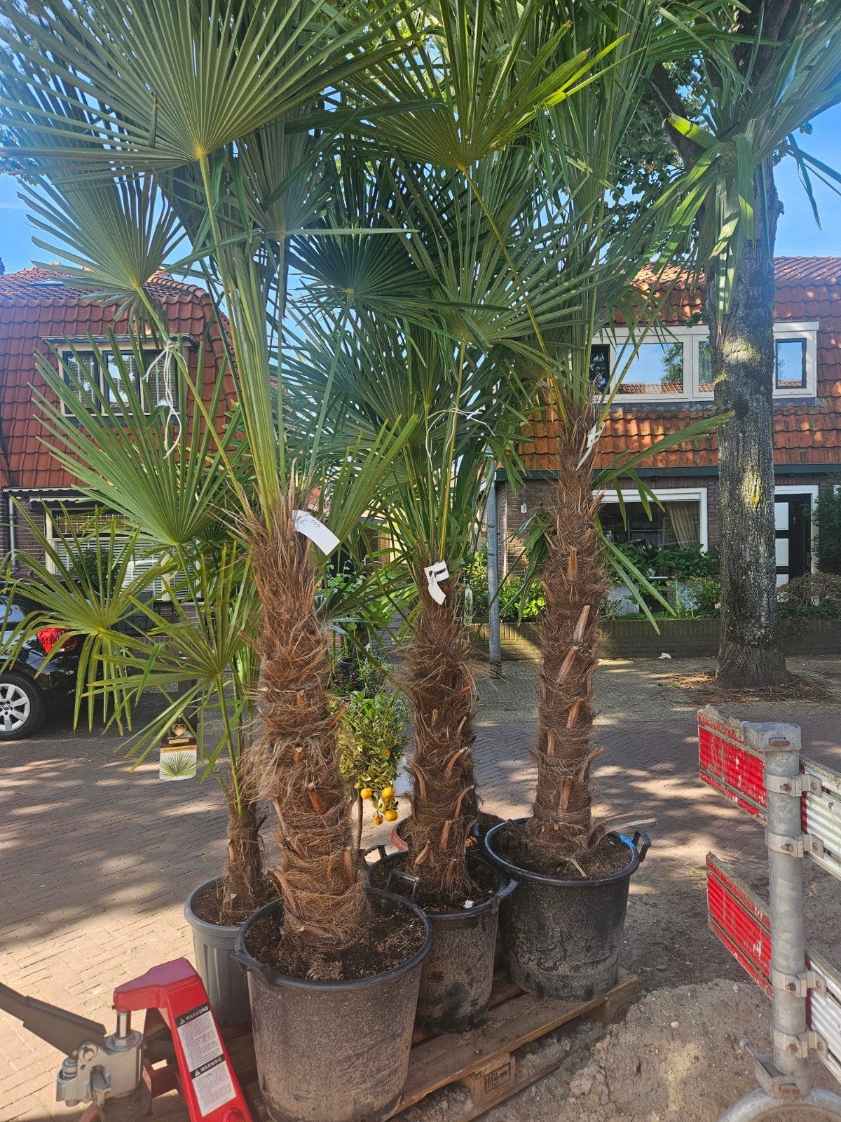 Palmbomen 200cm stam 70cm hoog: 175 euro, Ophalen of Verzenden