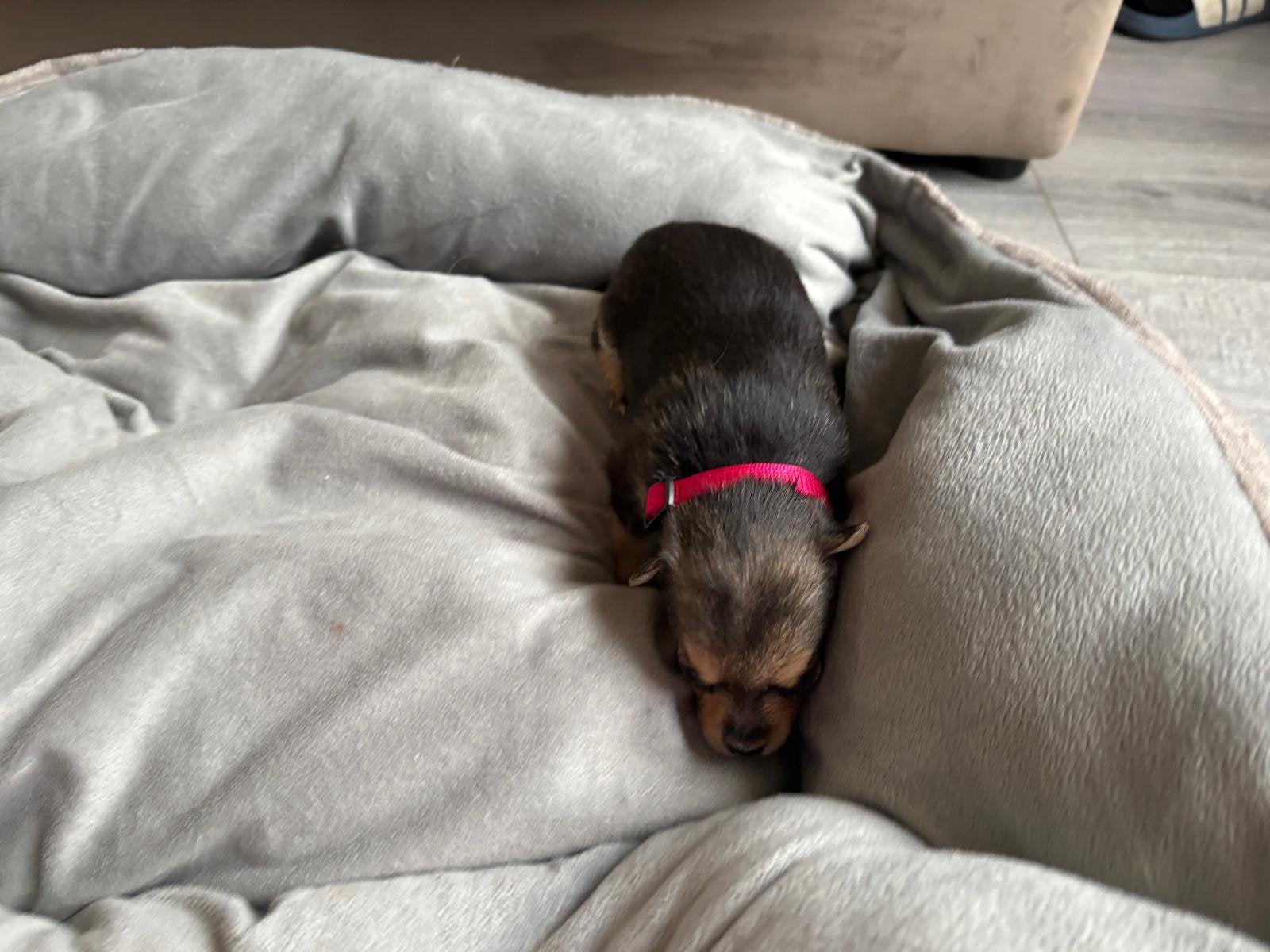 Prachtige Pomchi pups te koop – 1 reutje & 4 teefjes, Overige rassen, 8 tot 15 weken, CDV (hondenziekte), Meerdere
