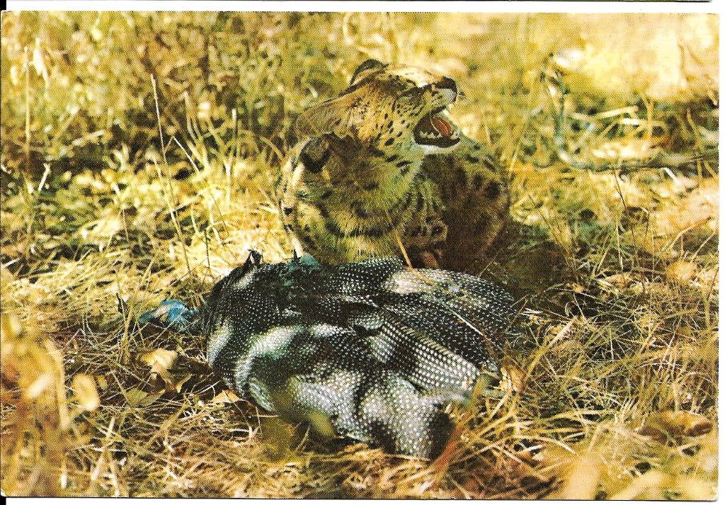 Ansichtkaart	Serval	met prooi	Rhodesië, Verzamelen, Verzenden, 1960 tot 1980, Ongelopen, Wild dier