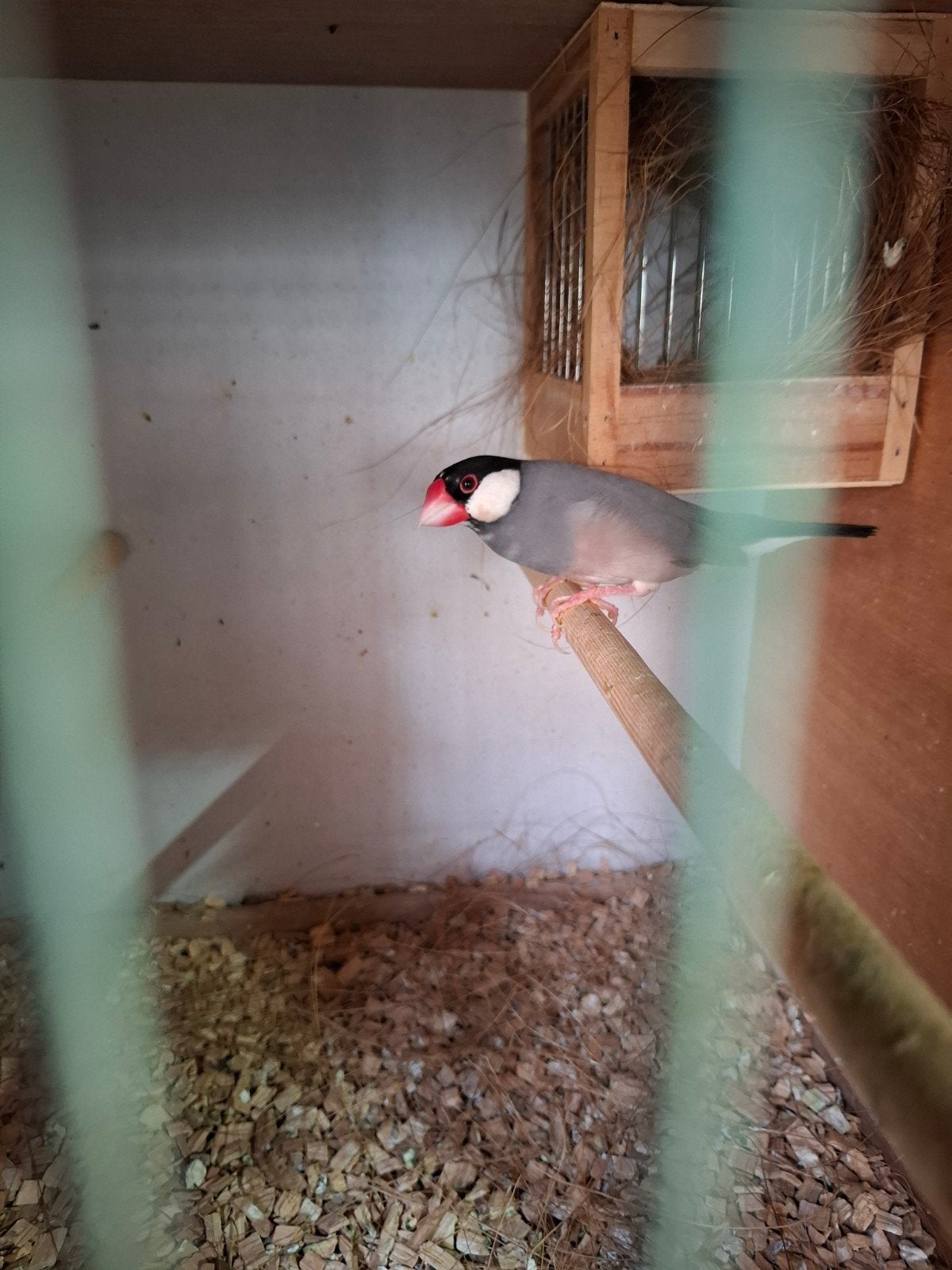 rijstvogel man, Dieren en Toebehoren