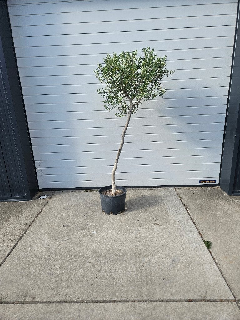 Olijfboom, Bloeit niet, 100 tot 250 cm, Olijfboom, Ophalen