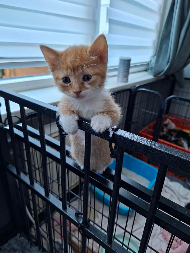 Kittens GERESERVEERD, Dieren en Toebehoren, Katten en Kittens | Raskatten | Korthaar, Meerdere dieren, Ontwormd, 0 tot 2 jaar