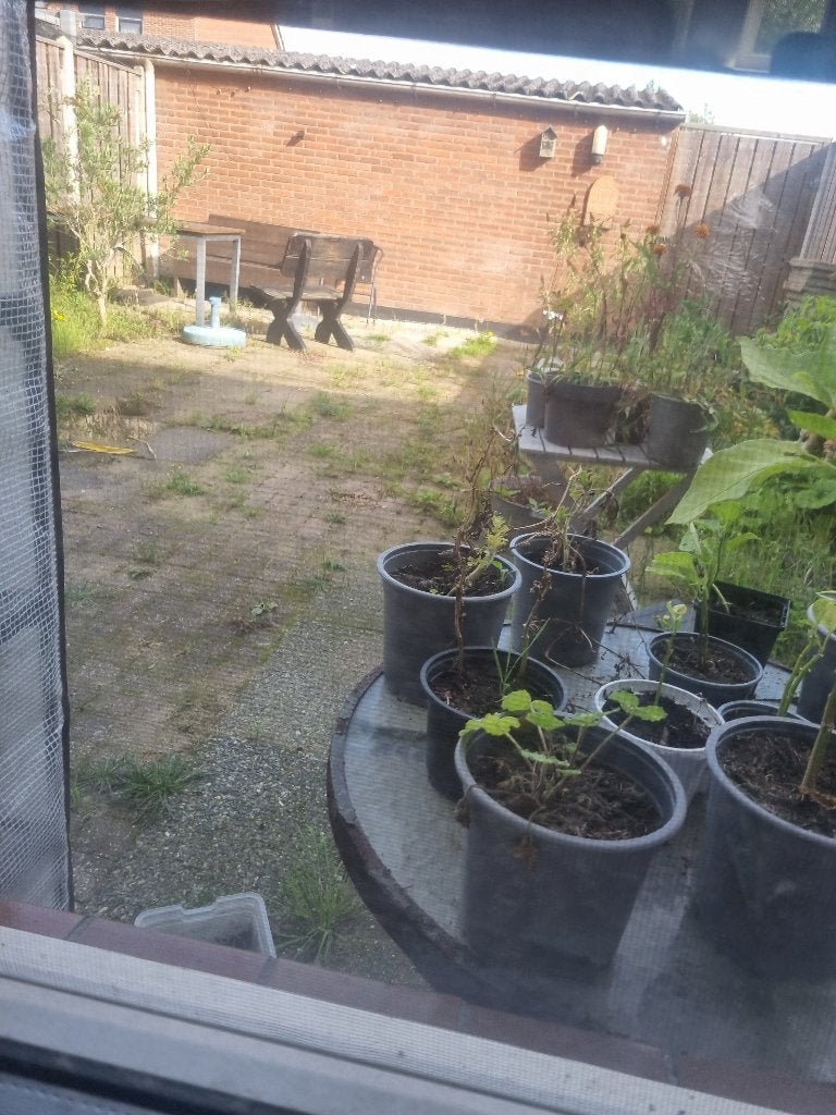 DRINGEND GEZOCHT!! Gratis kippen/konijnenhok!!!, Dieren en Toebehoren, Ophalen, Zo goed als nieuw, Kippenhok of Kippenren