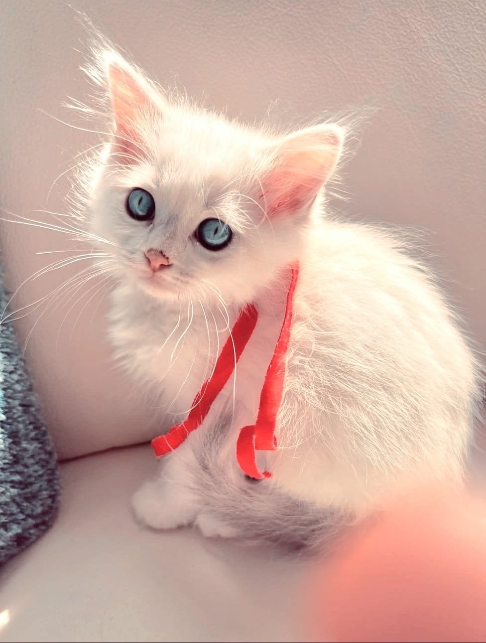 Prachtige ragdolls kittens te koop, Meerdere dieren