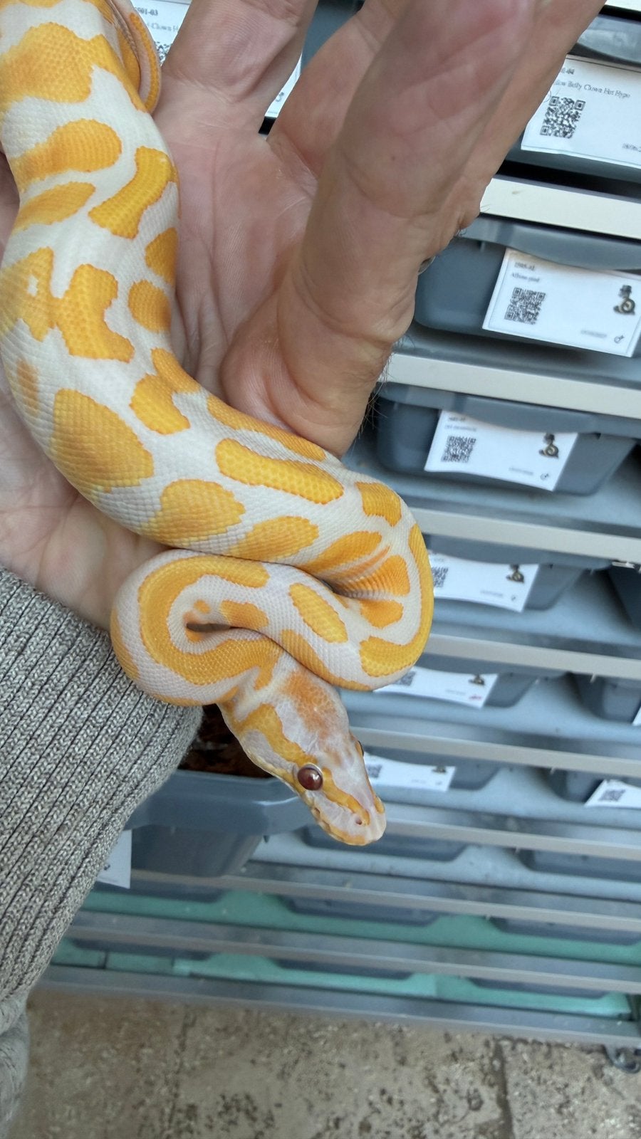 Kweek je eigen dreamsicles ball python Ball Python photo 2