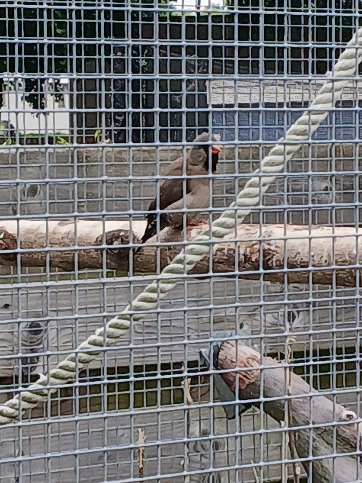 Spitsstaartamadine/japansemeeuw, Dieren en Toebehoren, Vogels | Overige Vogels, Mannelijk