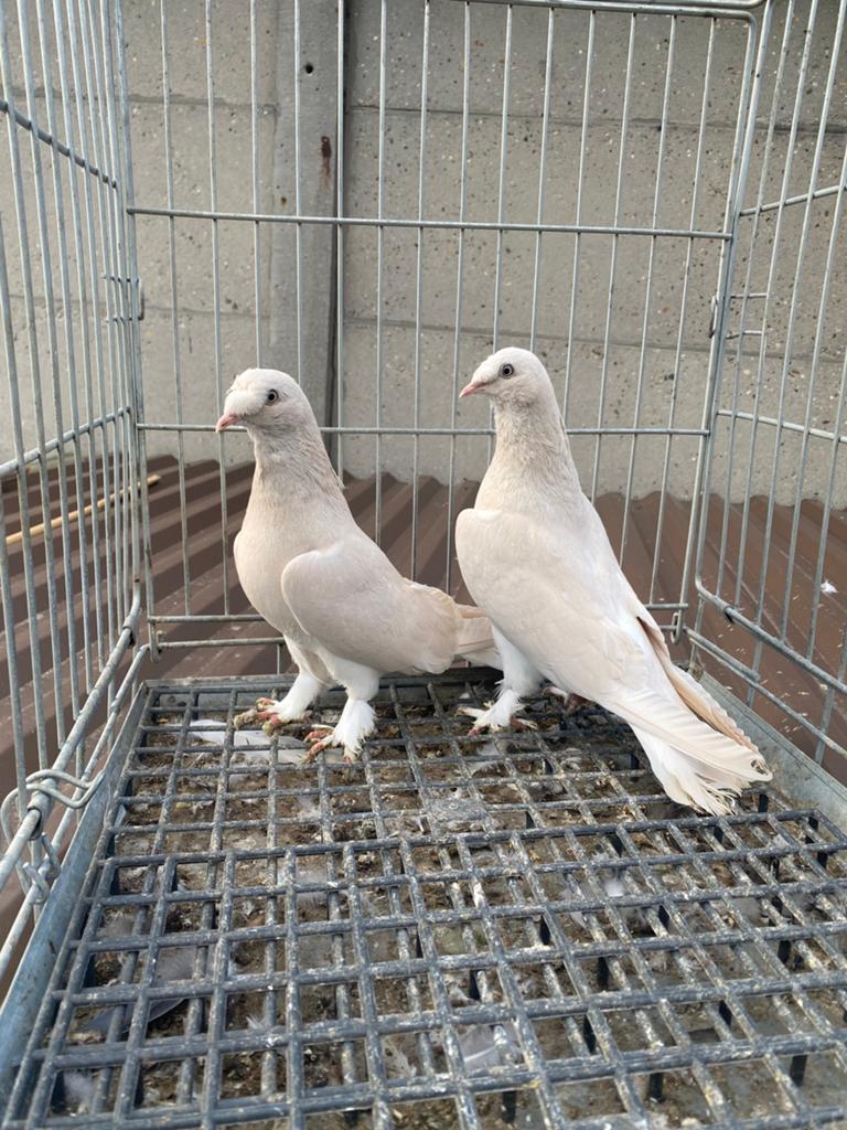 Takla şampanya güllü, Dieren en Toebehoren, Vogels | Duiven, Meerdere dieren, Postduif