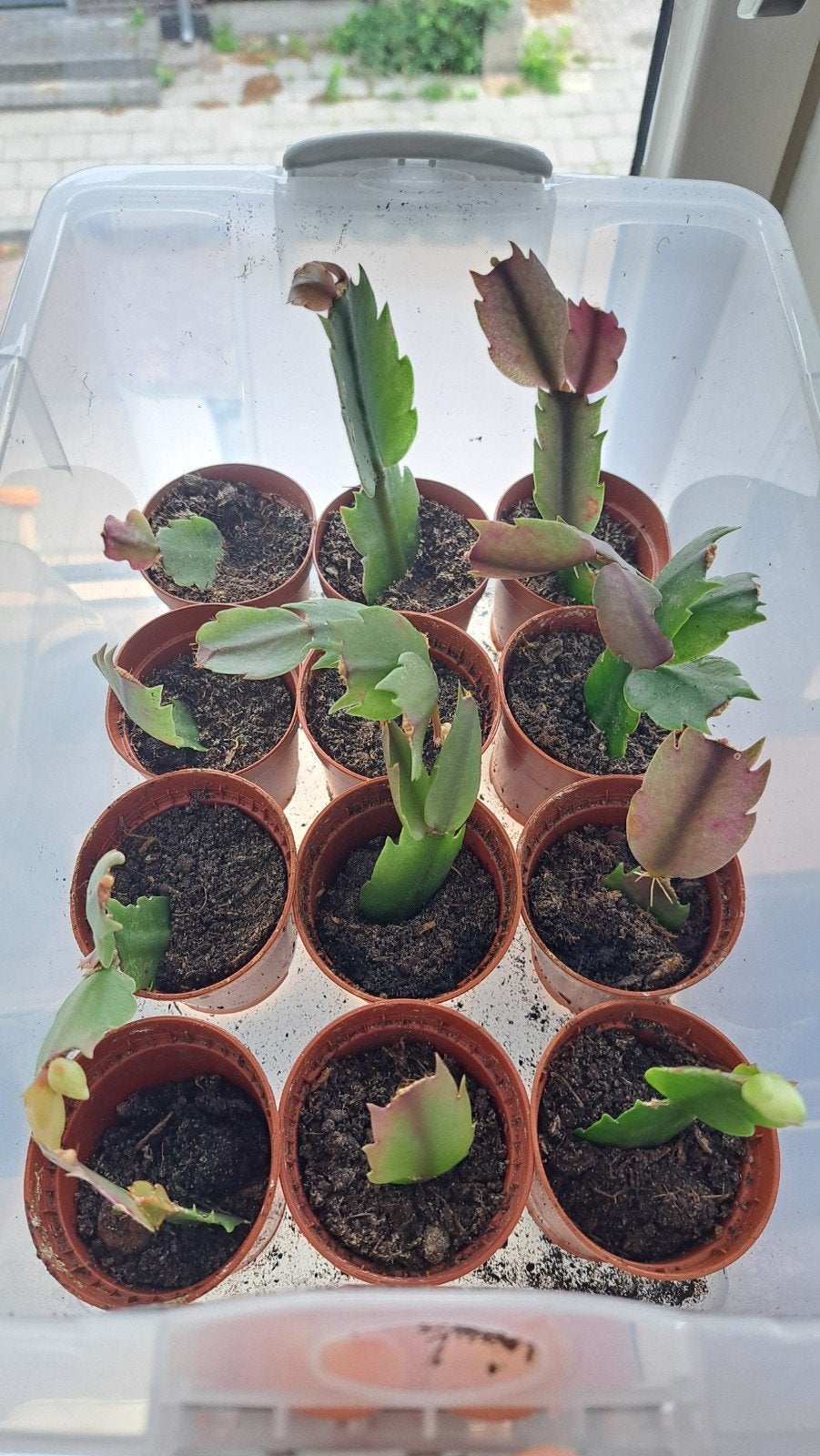 Lidcactus stekjes, Cactus, Minder dan 100 cm, Bloeiende kamerplant, Halfschaduw