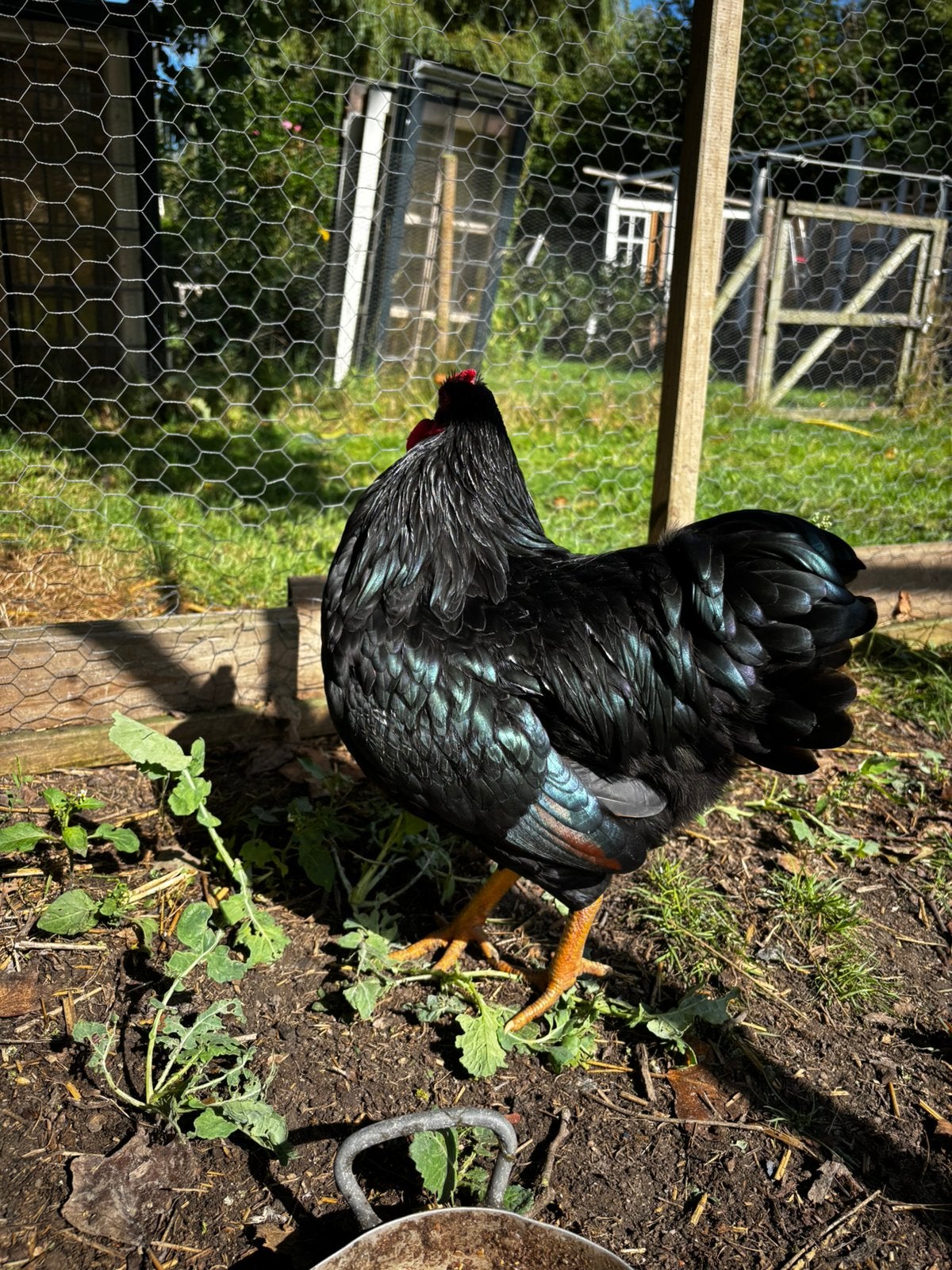 2 Wyandotte hanen van maart 2026, Dieren en Toebehoren, Pluimvee, Mannelijk, Kip