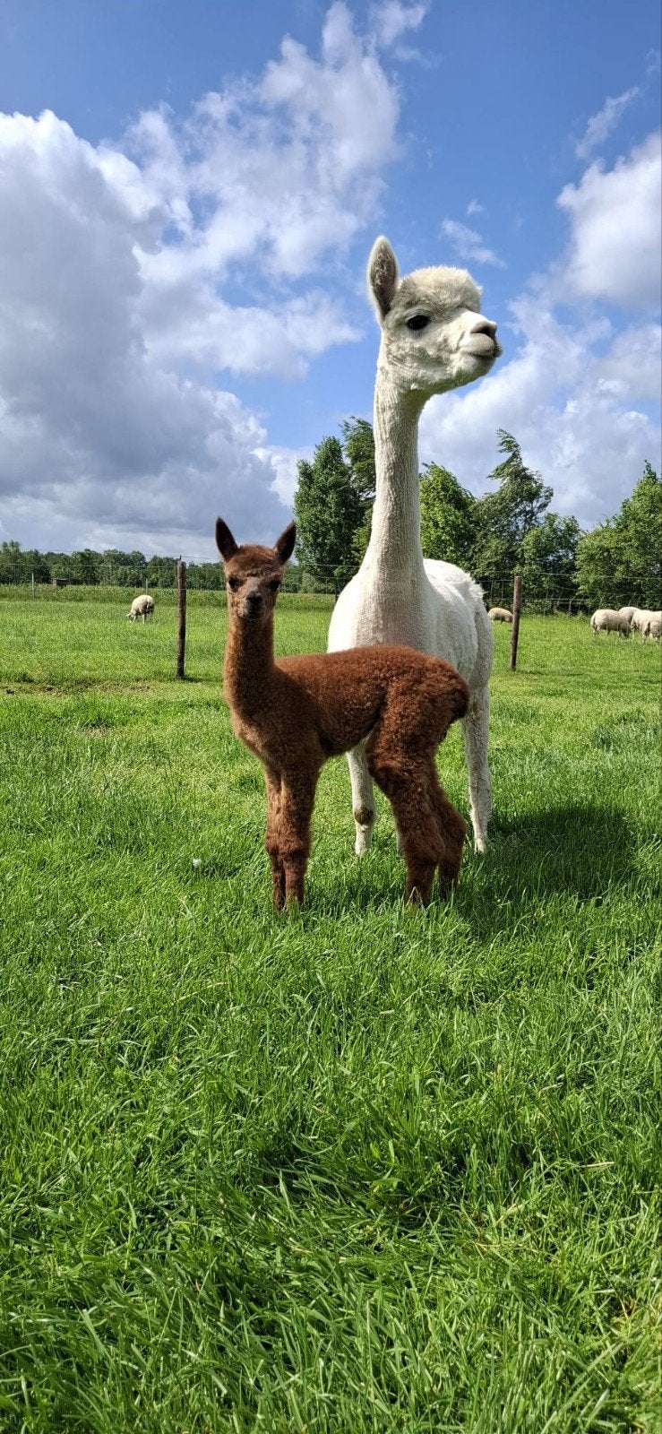Alpaca's, Juni, Meerdere dieren
