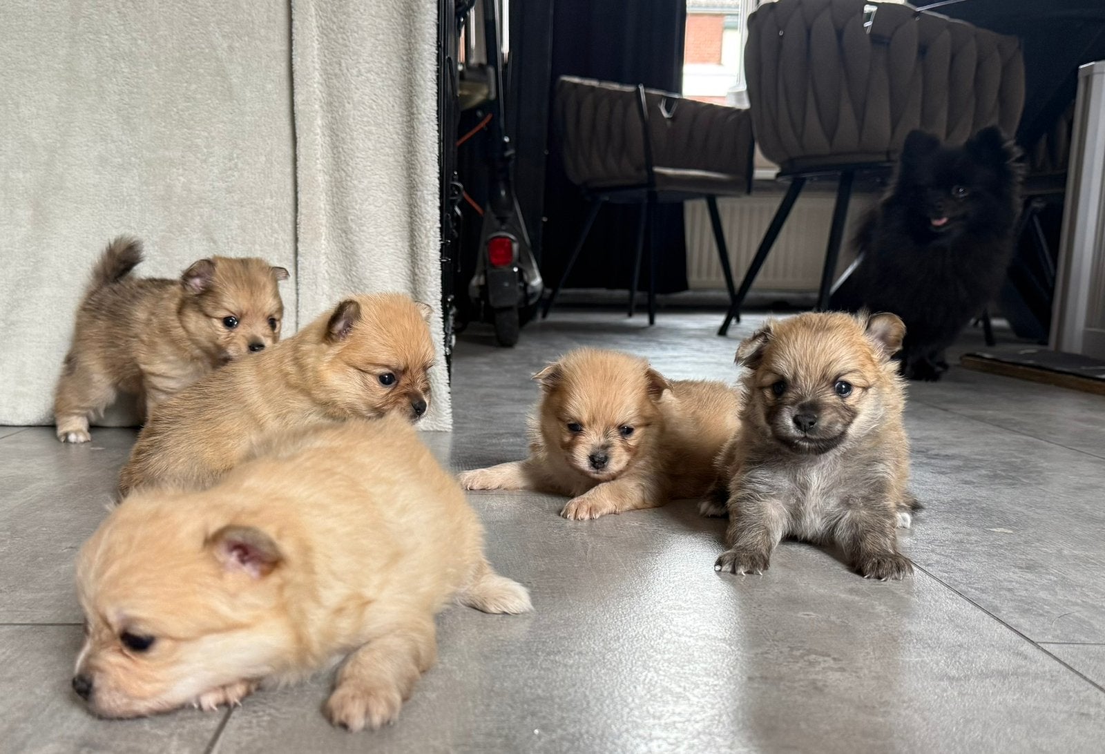 Pomchi pups❤️, Parvo, 8 tot 15 weken, Meerdere, Nederland
