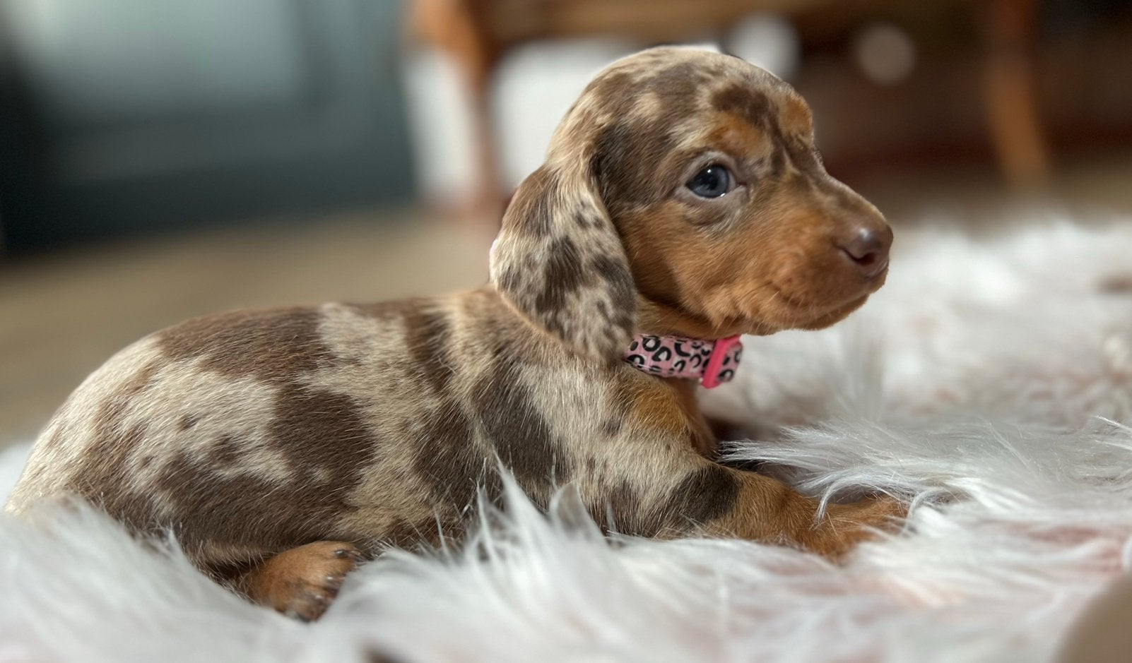 Knuffelige dwerg teckel pups, Dieren en Toebehoren, Honden | Teckels en Dashonden, Parvo, 8 tot 15 weken, Korthaar, Dwerg