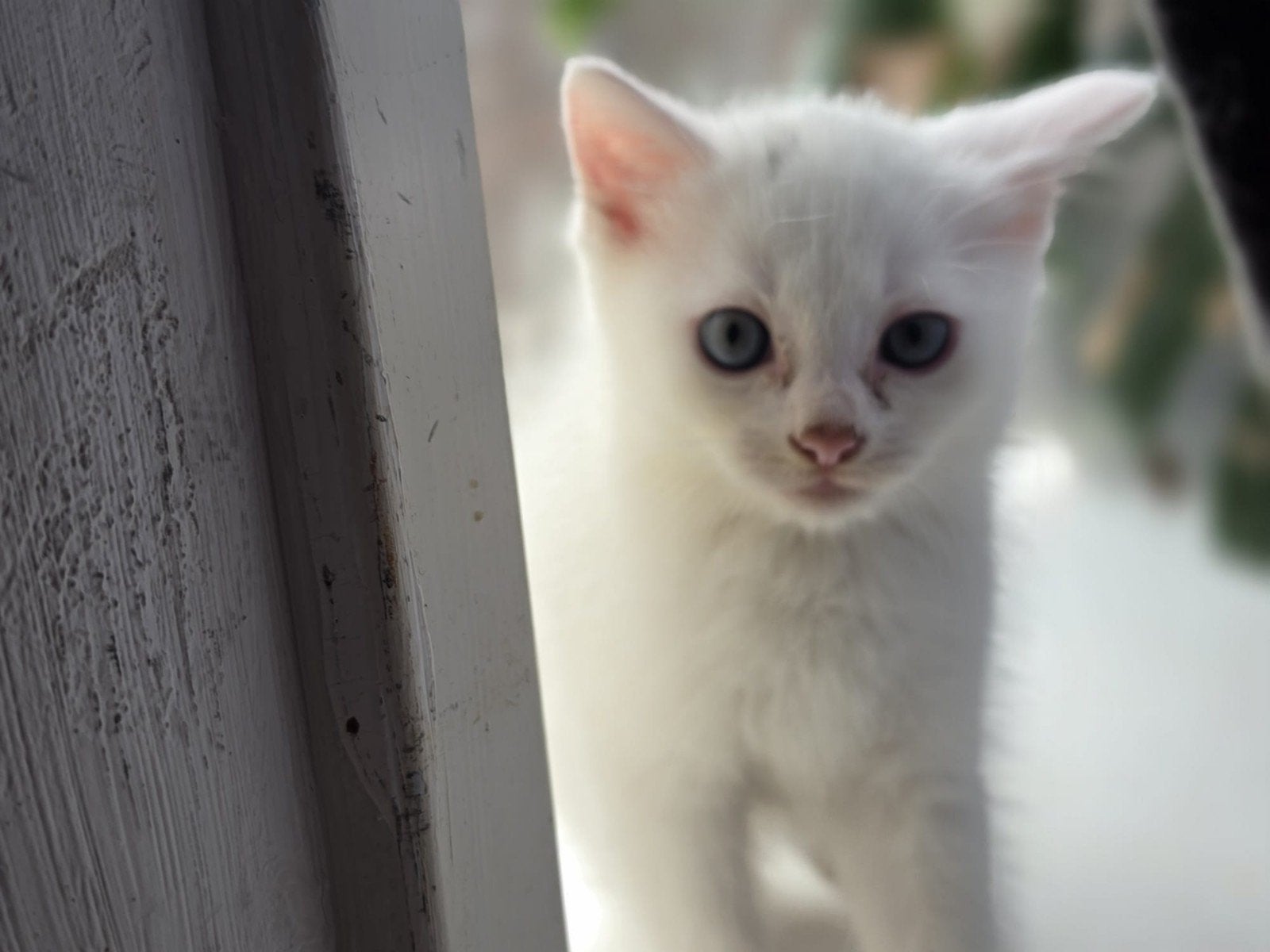 britse langhaar kittens, Dieren en Toebehoren, Meerdere dieren, Ontwormd, 0 tot 2 jaar