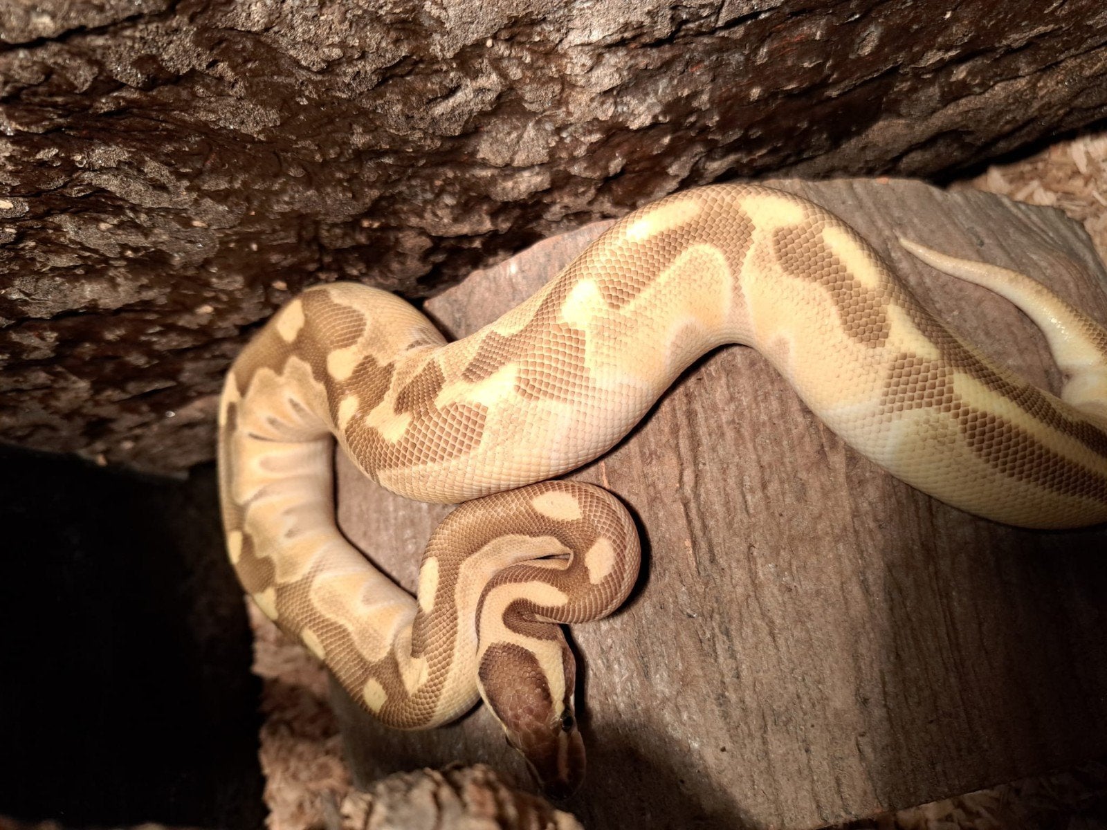 koningspython (regius) pastel vrouw Ball Python photo 3