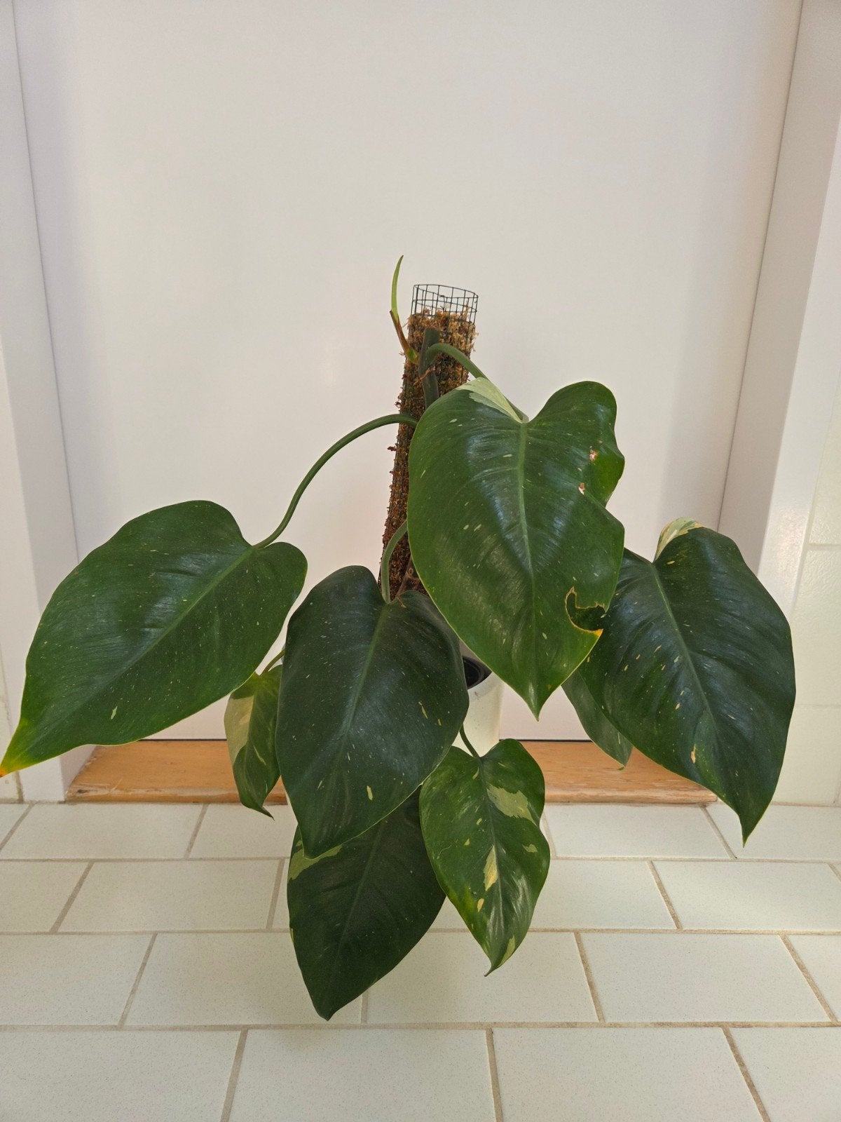 Philodendron White Princess met mosstok, Ophalen, Overige soorten, Halfschaduw, Minder dan 100 cm